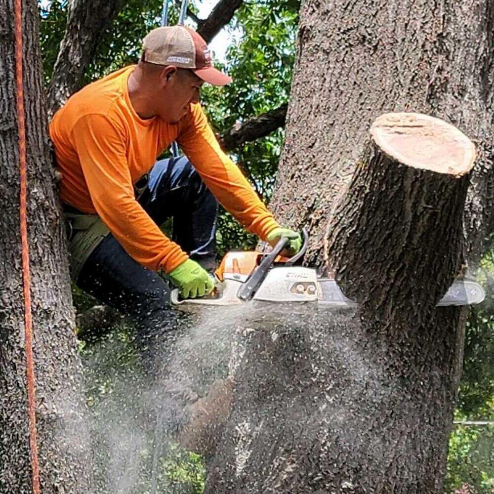 Abert Tree Service in Dallas, TX (10)
